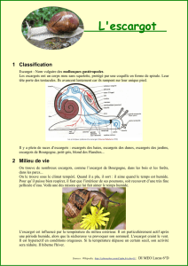 L`escargot