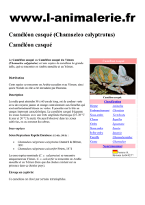 Chamaeleo calyptratus