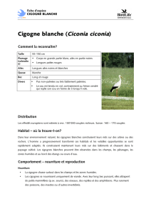 Cigogne blanche (Ciconia ciconia)