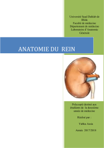 ANATOMIE DU REIN