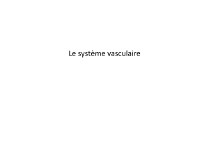 Le système vasculaire