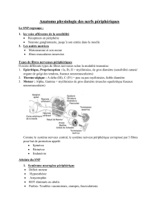 anotomo-physiologie des nerfs peripheriques