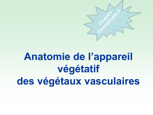 Histologie- Anatomie des Angiospermes
