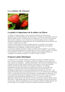 La culture de fraisier