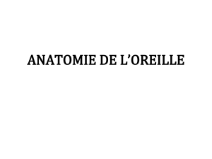 ANATOMIE DE L’OREILLE 1
