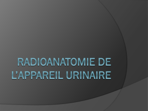 Radioanatomie de l’appareil urinaire