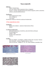 Tissu conjonctif 