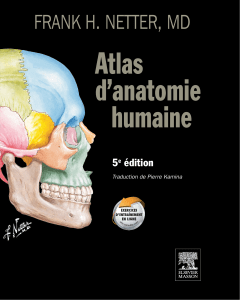 Netter - Atlas d'anatomie humaine