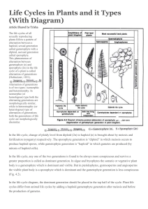 cycles de développement