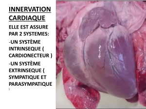 C2. Innervation cardiaque.pptx;filename-= UTF-8  C2. Innervation cardiaque