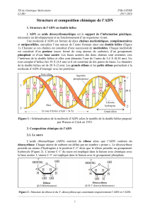 1. Structure  de l ADN (1)