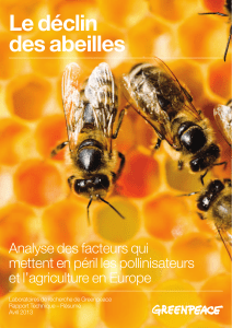 Rapport Greenpeace -2013 déclin des abeilles