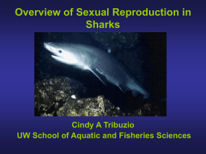4603133 Overview of Sexual Reproduction in Sharks