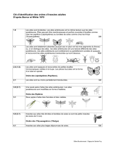 Clé d'identification des ordres d'insectes adultes