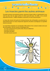 familles-insectes
