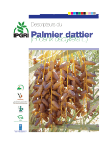 1086 Descripteurs du Palmier dattier  Phoenix dactylifera L. 