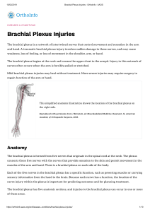 Brachial Plexus Injuries - OrthoInfo - AAOS