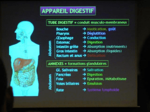 appareil digestif (wecompress.com).pptx · version 1
