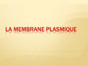 2. la membrane plasmique