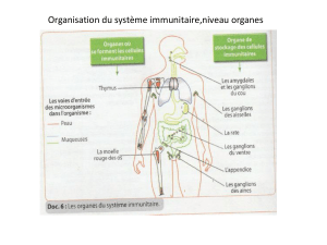 Organisation du système immunitaire,niveau organes