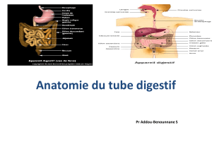 Anatomie du tube digestif 1 er cours