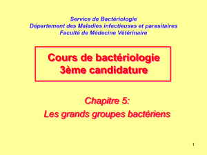 clasification de bacterie