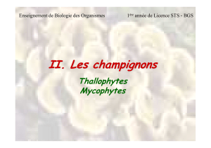 champignons-2