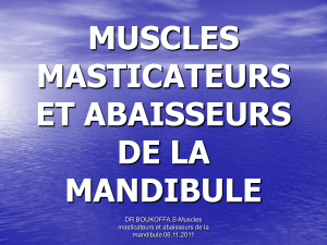muscles-masticateurs