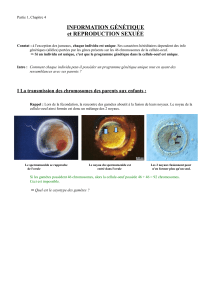 Information g&eacute;n&eacute;tique et reproduction sexu&eacute;e - Coll&egrave;ge