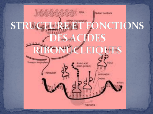 structure et fonctions des acides nucléique 
