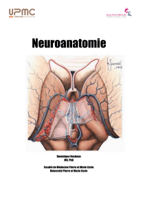 neuroanatomie