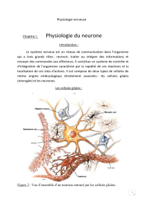 Physiologie nerveuse