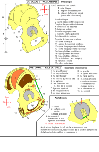 Bassin - Os Coxal. Face Lateral