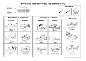 Formules-dentaires 