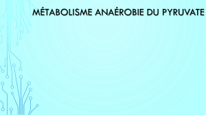 4Métabolisme anaérobie du pyruvate