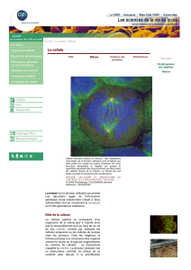 Mitose : Division Cellulaire et Information G&eacute;n&eacute;tique