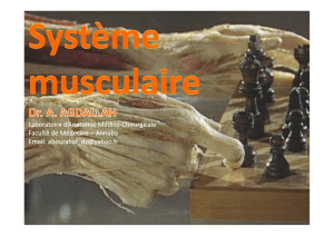 02- Système musculaire