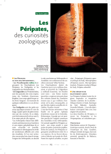 JAPIOT Xavier, 2001 - Les Péripates, des curiosités zoologiques - Insectes N° 120, O.P.I.E. - Office Pour les Insectes et leur Environnement. pp. 25 à 28. mars