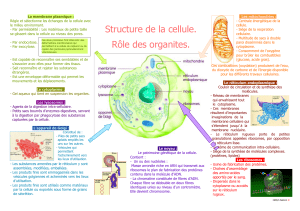 cellule organites