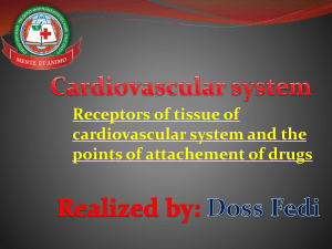 cadiovascular system