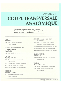 Anatomie - Netter - Coupes Anat Transv