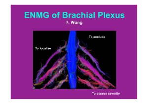 Brachial plexus