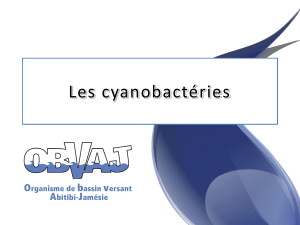 Cyanobacteries