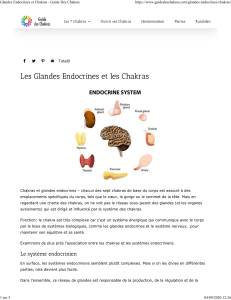 Glandes Endocrines et Chakras - Guide Des Chakras