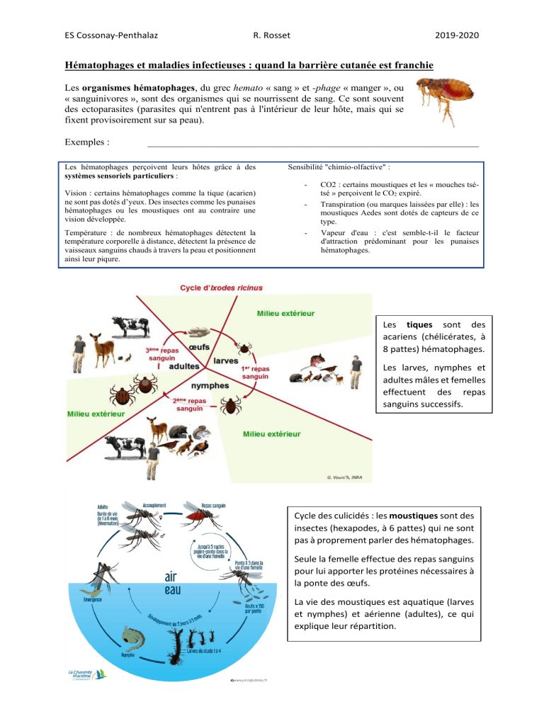 Hematophages Vecteurs Hematophages Vecteurs