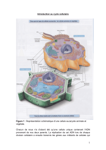 Le cycle cellulaire -  doc élève (science de bases)