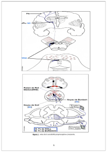 Voies de la sensibilit&eacute; proprioceptive consciente - Sch&eacute;ma anatomique