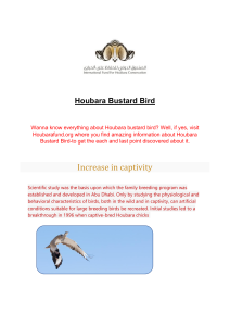 Houbara Bustard Bird
