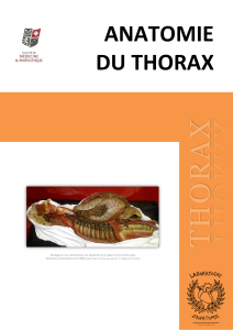 Thorax-2.0