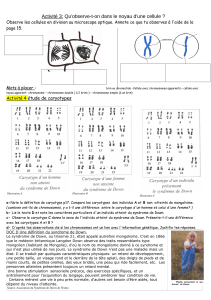 Exercices de biologie : Cellules, chromosomes et caryotypes